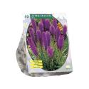 Baltus Liatris Spicata Paars bloembollen per 10 stuks